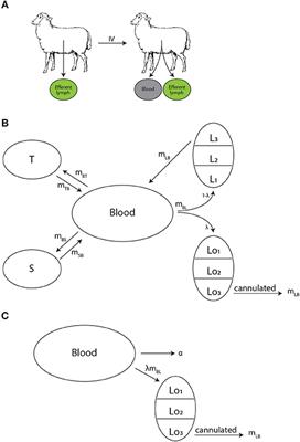 Estimating Residence Times of Lymphocytes in Ovine Lymph Nodes